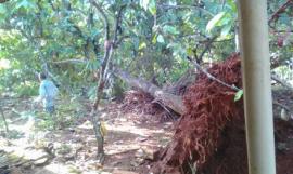 POHON TUMBANG AKIBAT ANGIN KENCANG