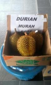 DEMAM DURIAN TINGKATKAN PENGHASILAN