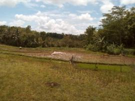 LAHAN TADAH HUJAN MASIH KERING DI MUSIM PENGHUJAN