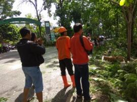 PRB PUTAT LAKUKAN MITIGASI BENCANA DENGAN PEMBERSIHAN POHON RAWAN TUMBANG