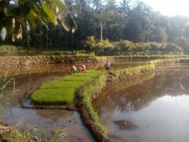 CUACA BURUK, PROSESI TANAM PADI TERHAMBAT