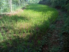 TEGAL DIRUBAH JADI SAWAH