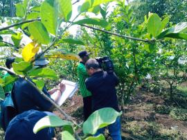 TEKNOTANI LIPUT TENTANG JAMBU KRISTAL DI KEPIL