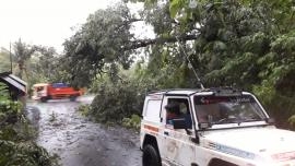 POHON TREMBESI TUMBANG, JARINGAN LISTRIK TERPUTUS