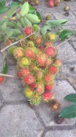 MUSIM BUAH RAMBUTAN