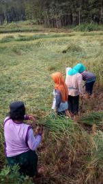 HUJAN DAN ANGIN KENCANG, PETANI MENGALAMI KESULITAN