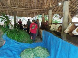 Pelatihan Silase untuk Peternak di Putat dan Nglegi
