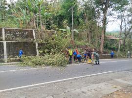 PENEBANGAN POHON RAWAN TUMBANG DI PUTAT II